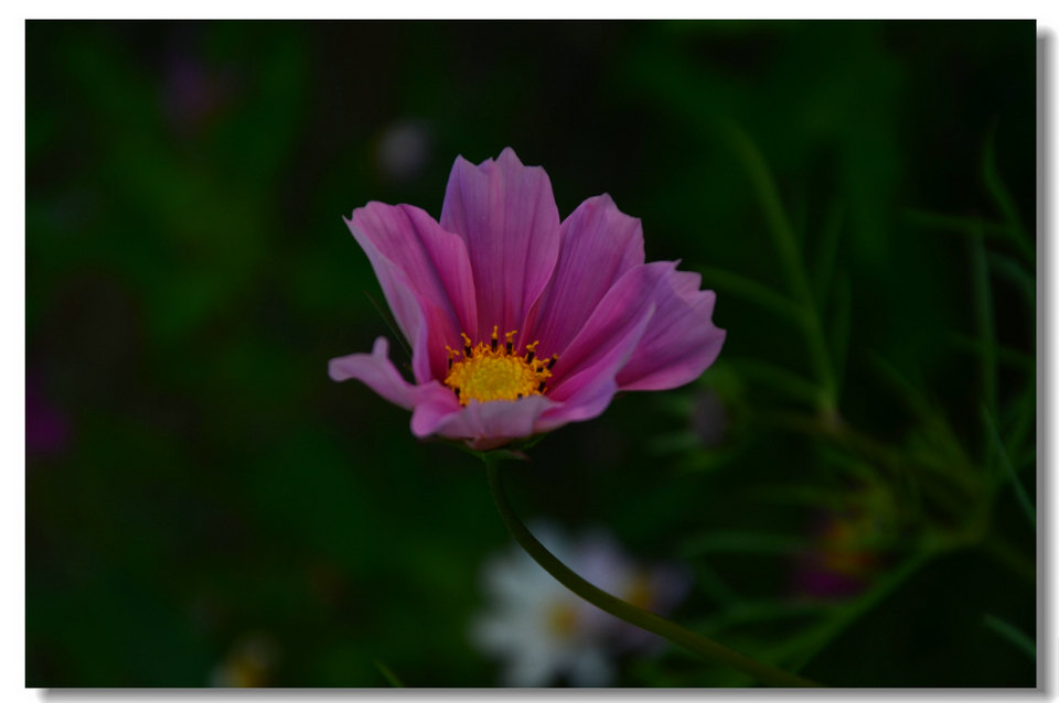 DSC_7498.jpg