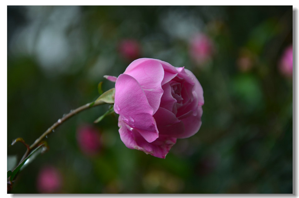 DSC_6530.jpg