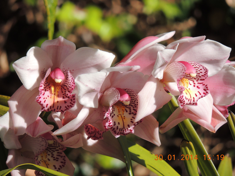 flower #2 1108_.jpg