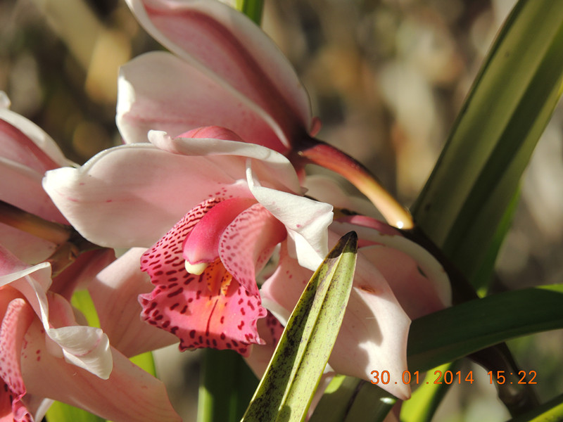 flower #2 1120_.jpg