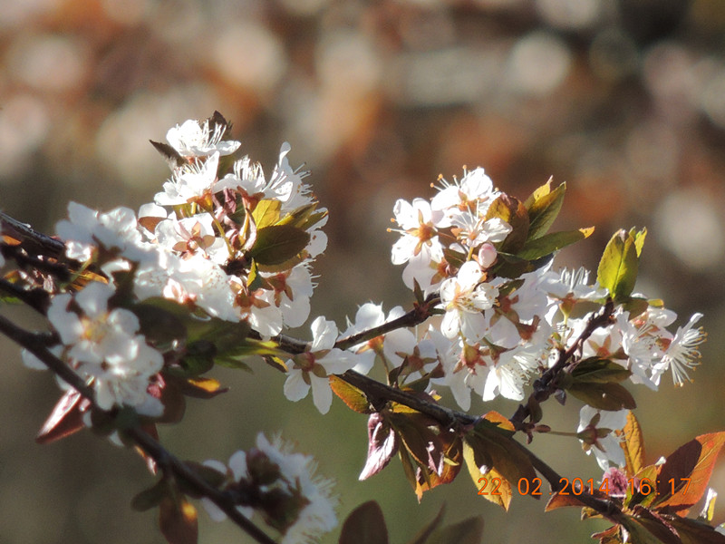 FLOWERS 2014 235_.jpg