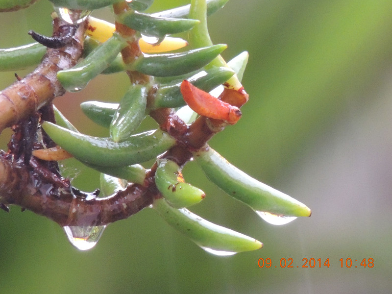 flowers 2014 053_.jpg