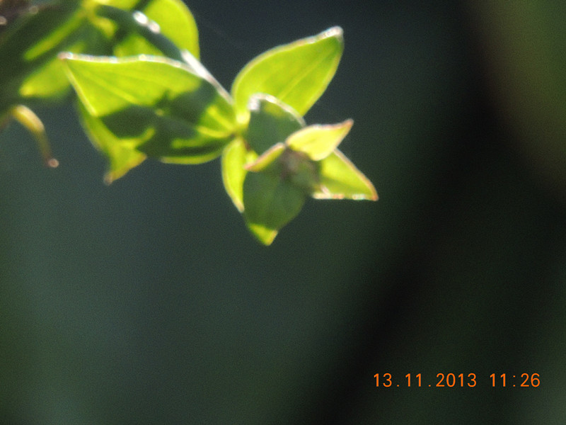 flower #2 342_.jpg