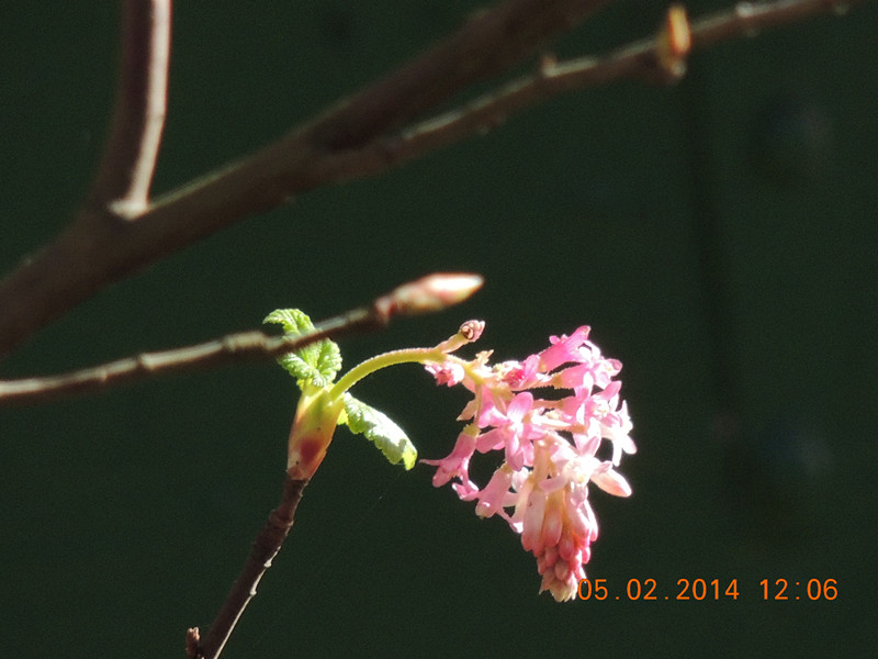 flowers 2014 034_.jpg