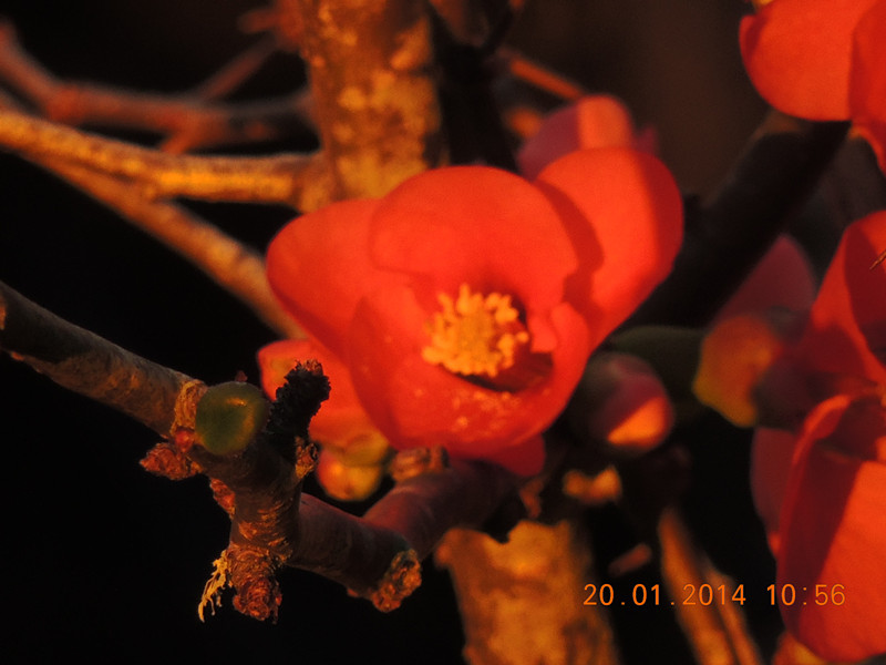 flower #2 912_.jpg
