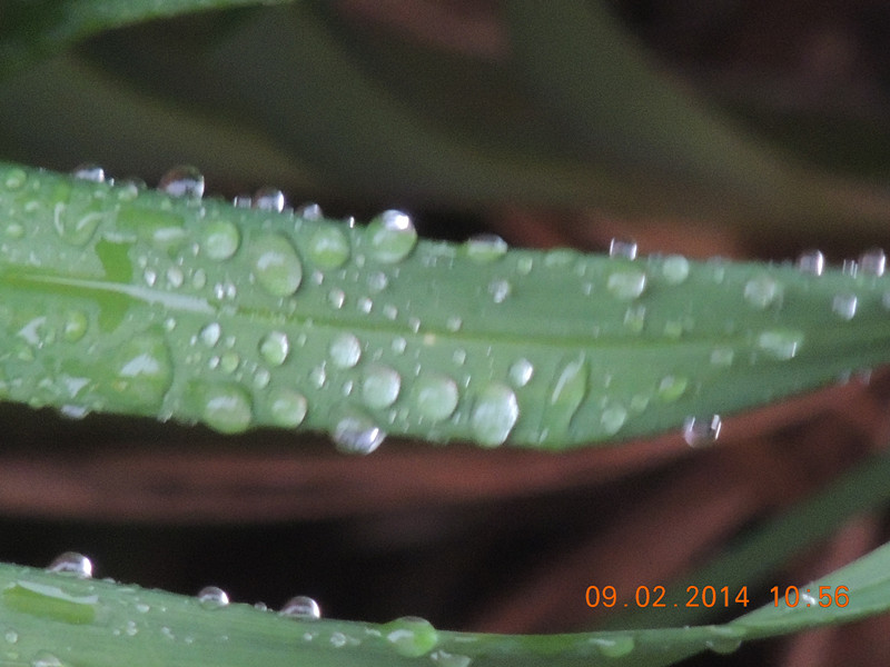 flowers 2014 064_.jpg
