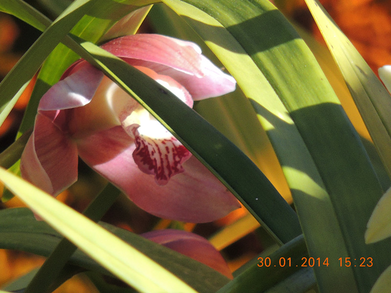 flower #2 1122_.jpg