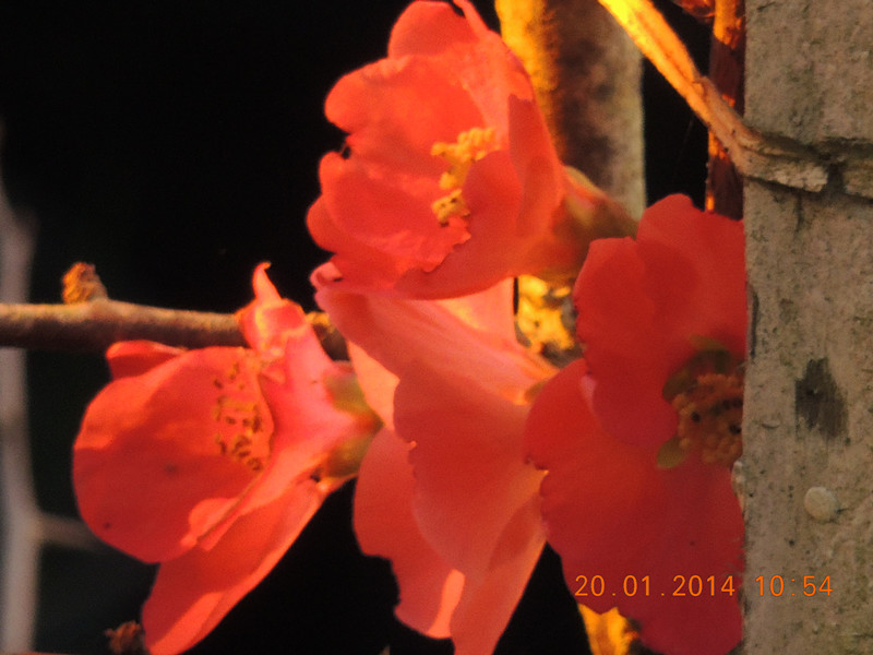 flower #2 905_.jpg