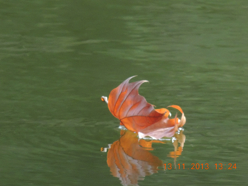 Golden gate park 993_.jpg