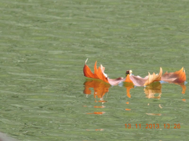 Golden gate park 1006_.jpg
