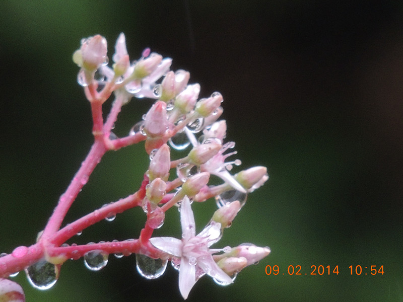 flowers 2014 062_.jpg