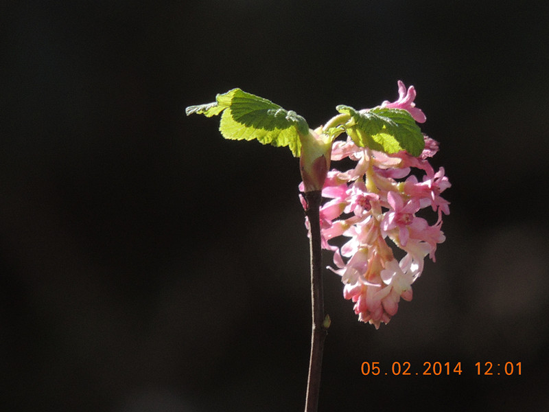 flowers 2014 021_.jpg