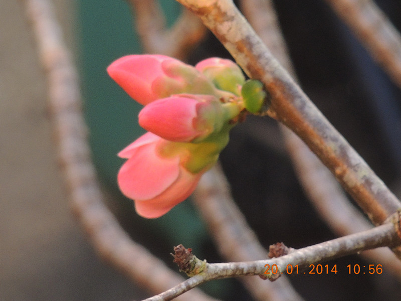 flower #2 913_.jpg