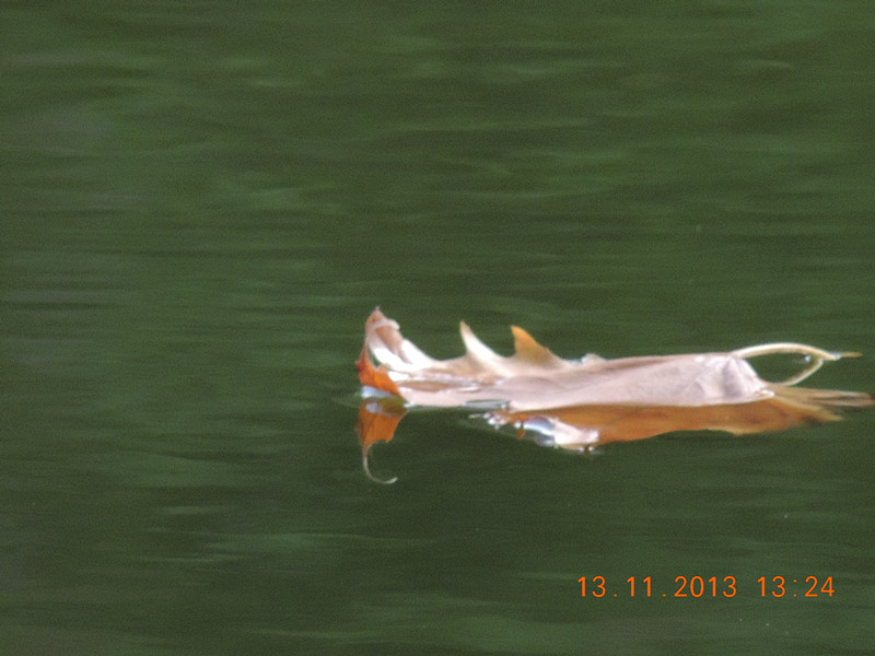 Golden gate park 997_.jpg