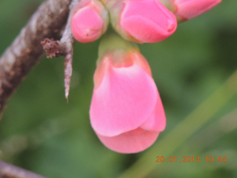 flower #2 902_.jpg