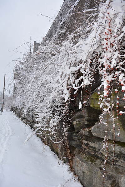 ѩsnow 114.jpg