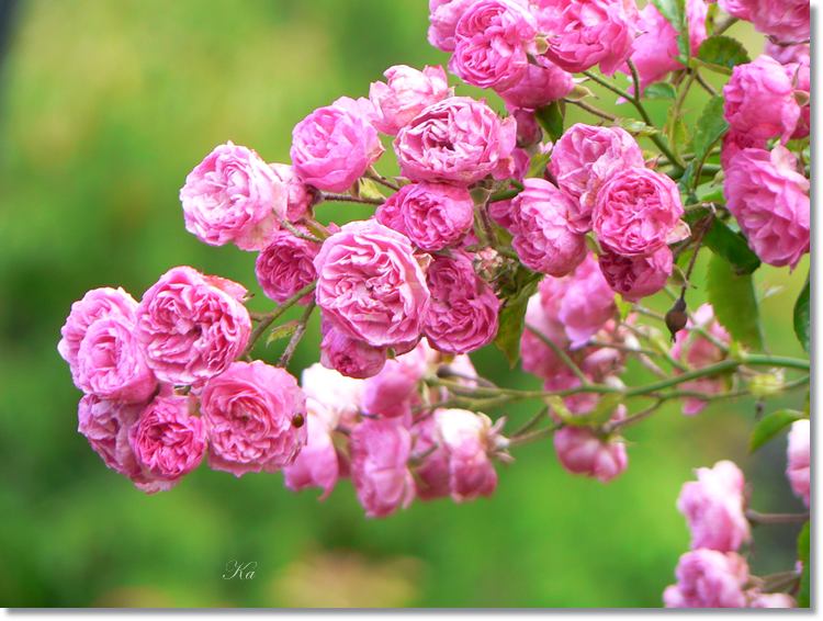 Flower 16-01-14 081.jpg