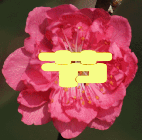 IMG_7568_conew2.gif
