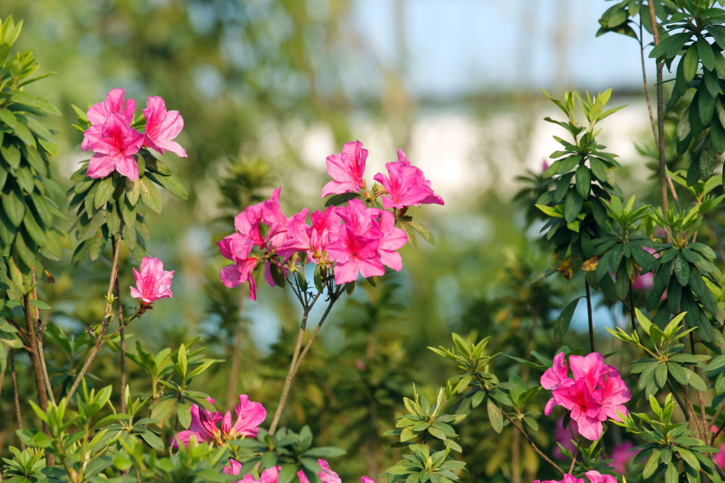_MG_96202014--2--2.JPG