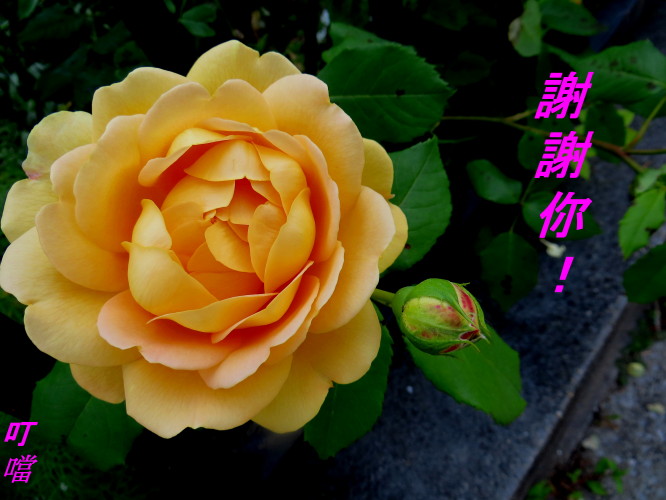 IMG_0001_6187.jpg