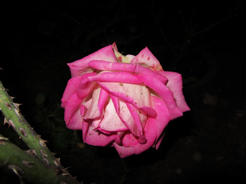 IMG_1066.jpg