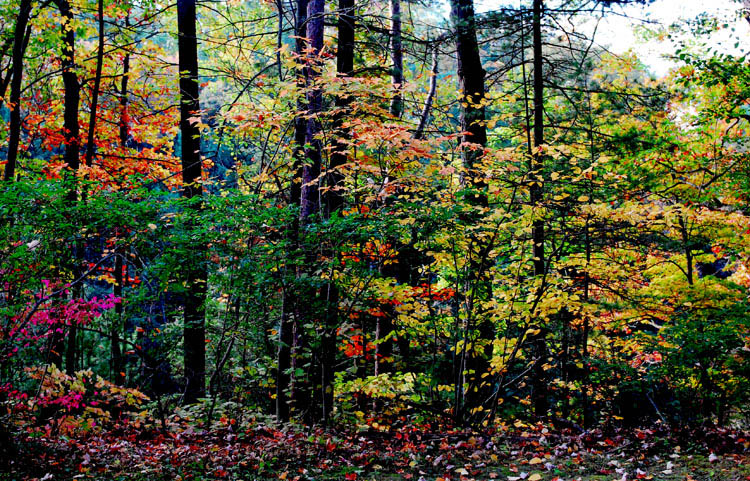 DSC_0092.jpg