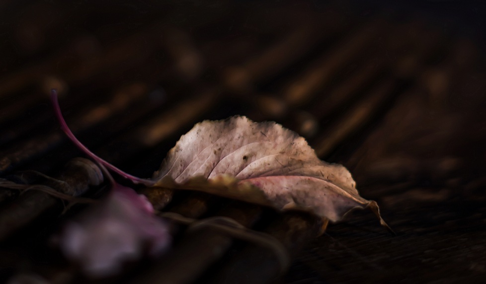 DSC_5464.JPG