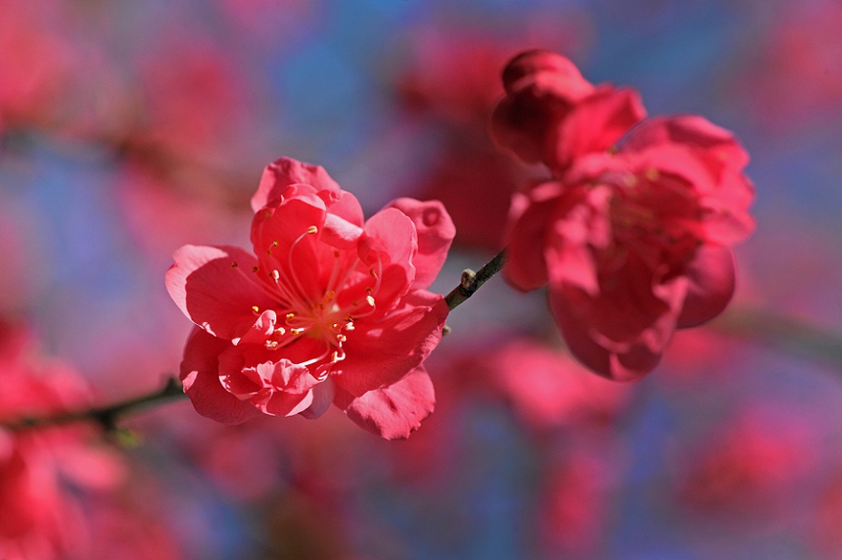 DSC_8580.JPG