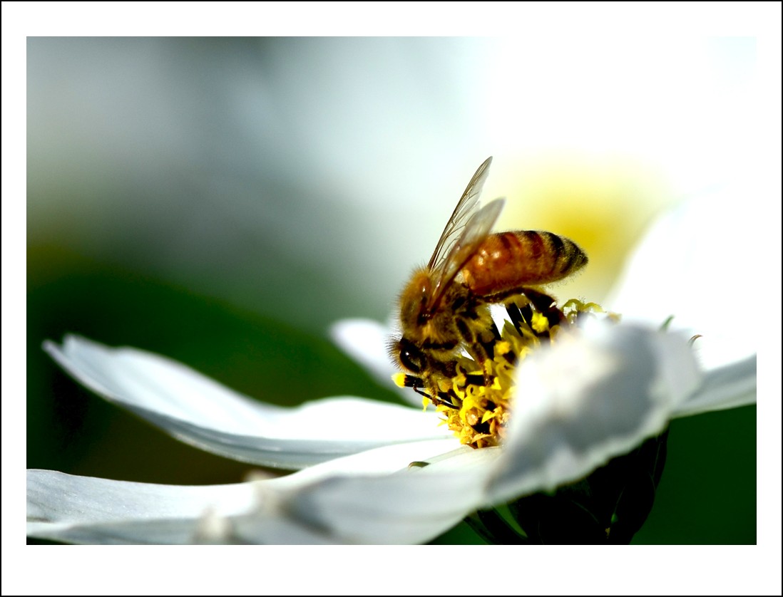 DSC_7075_conew1.jpg