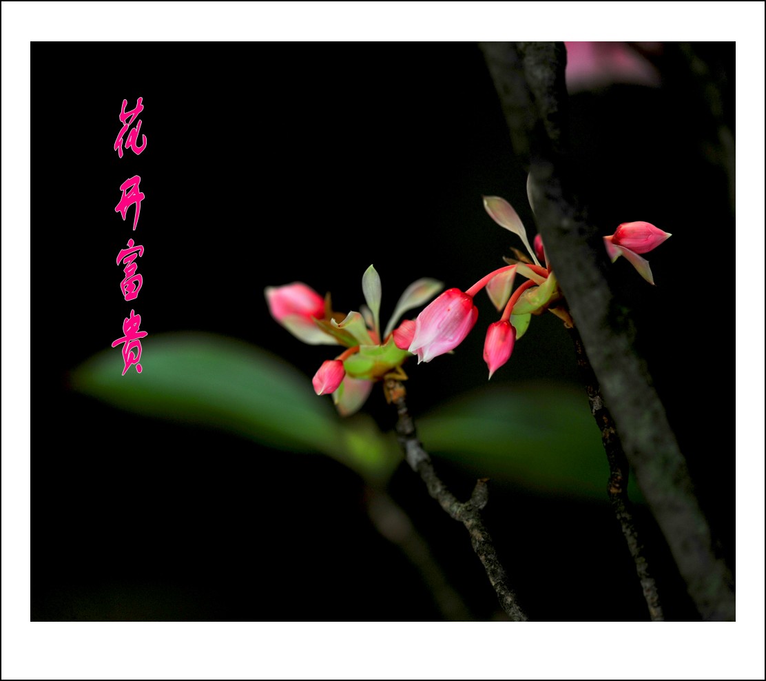 DSC_9993_conew1.jpg