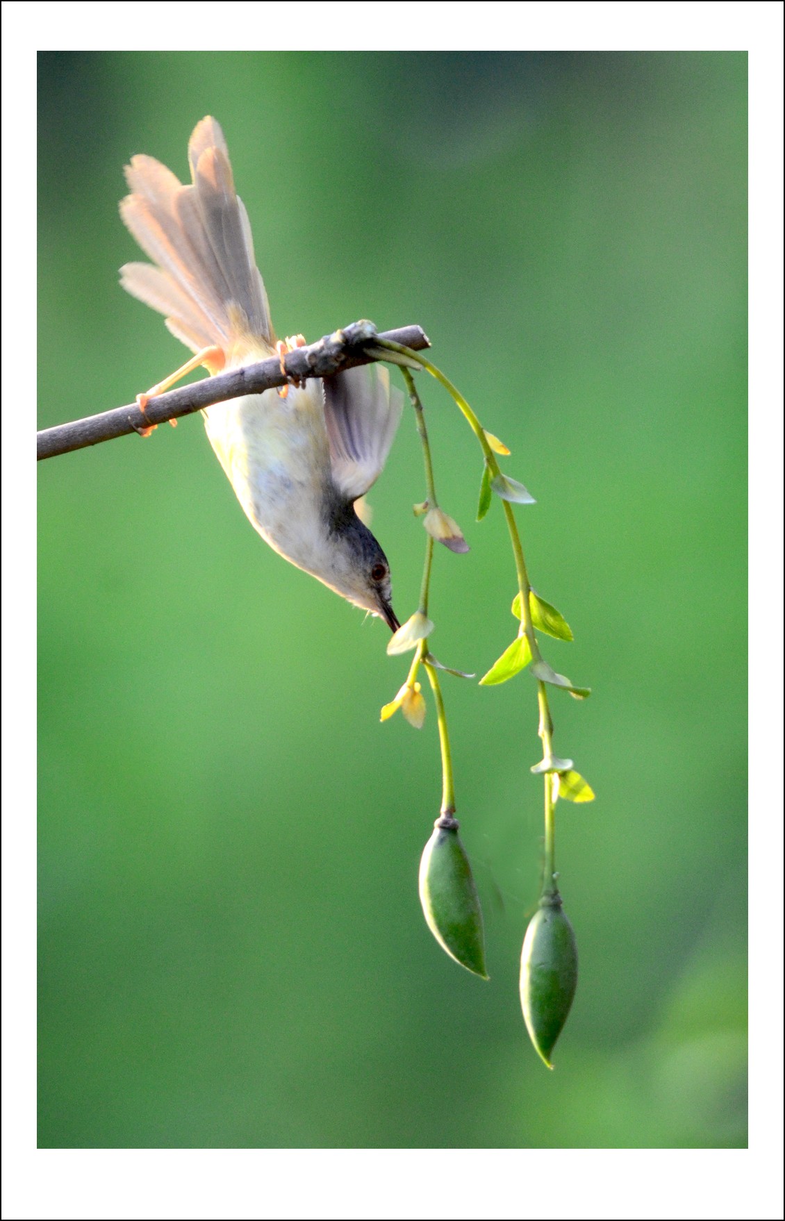 DSC_6442_conew2.jpg