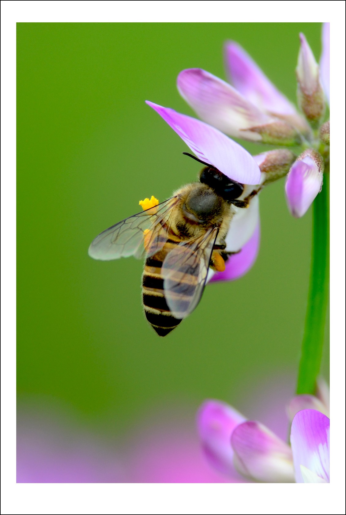 DSC_2796_conew1.jpg