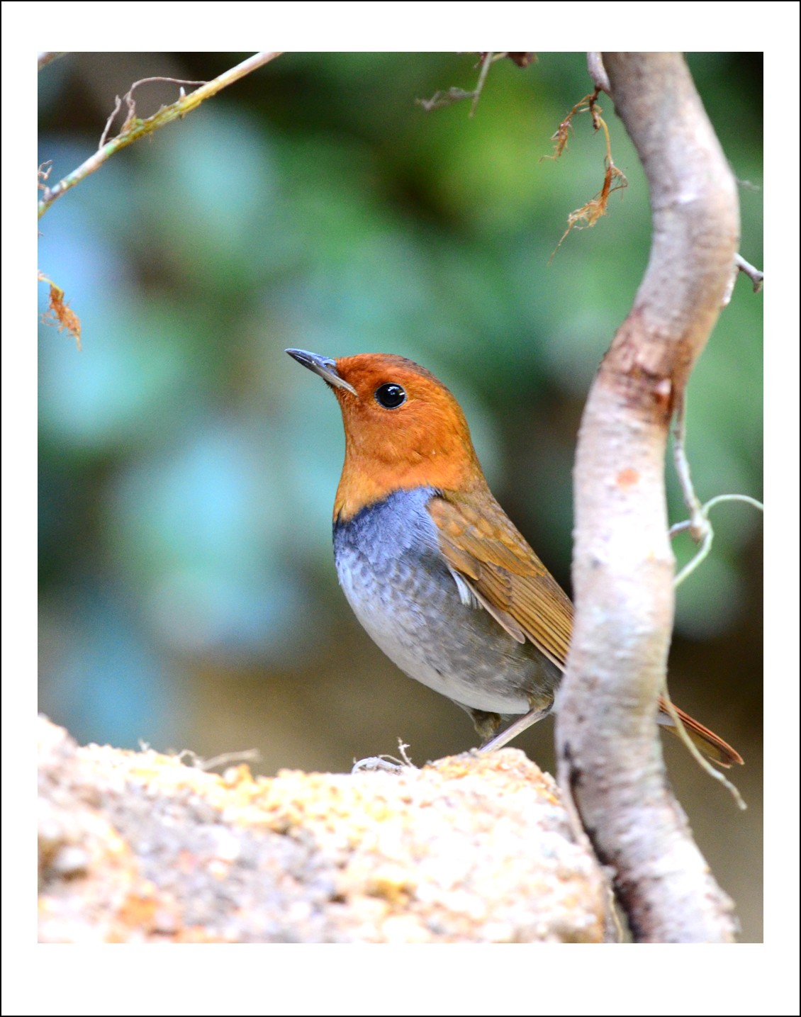 DSC_6298_conew1.jpg