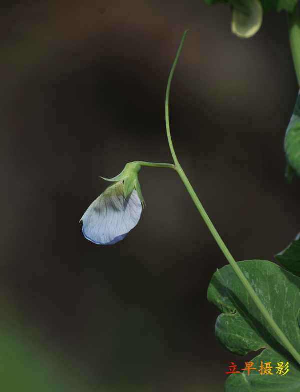 DSC_2368.JPG