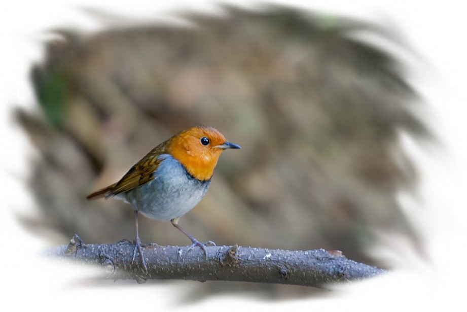 DSC_3080_conew1.jpg