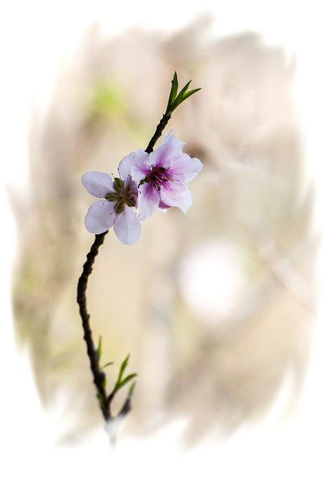 DSC_2774_conew1.jpg