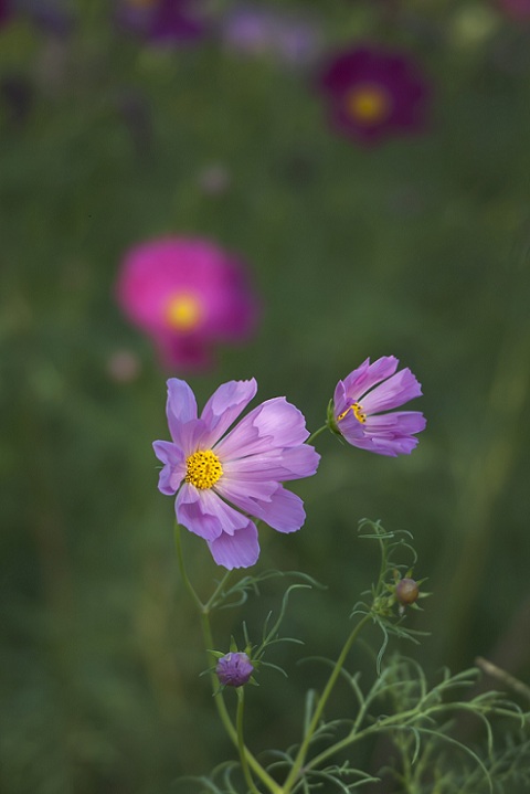 DSC_3696.jpg