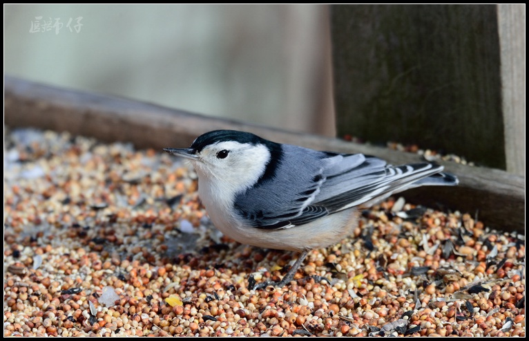 DSC_3799.jpg