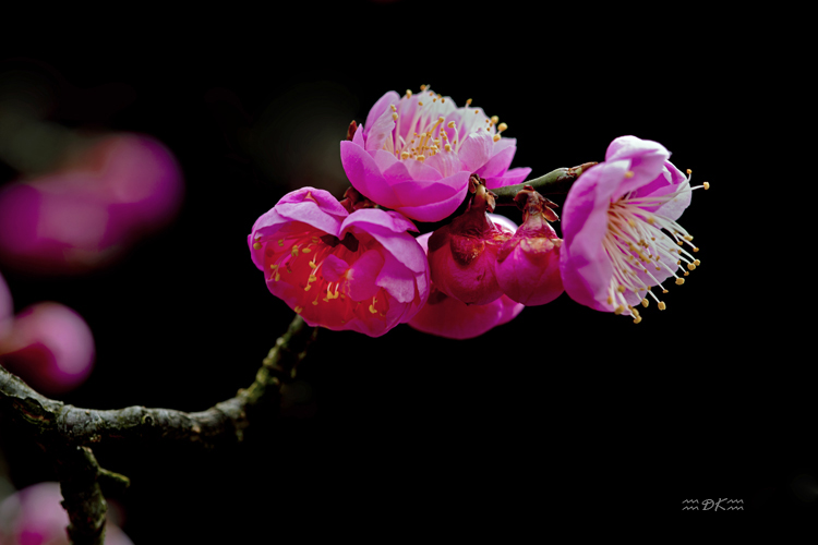 DSC_8783C.jpg