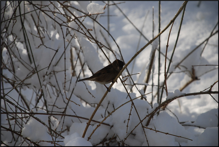 DSC_0688.JPG