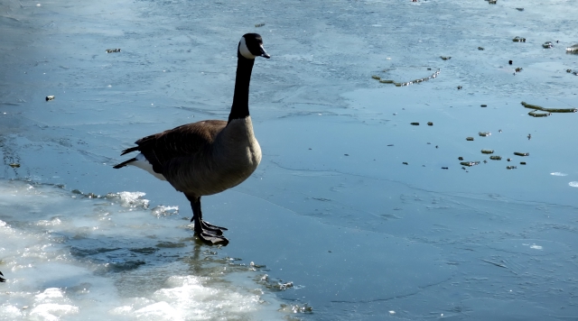 P1000673_dh.jpg
