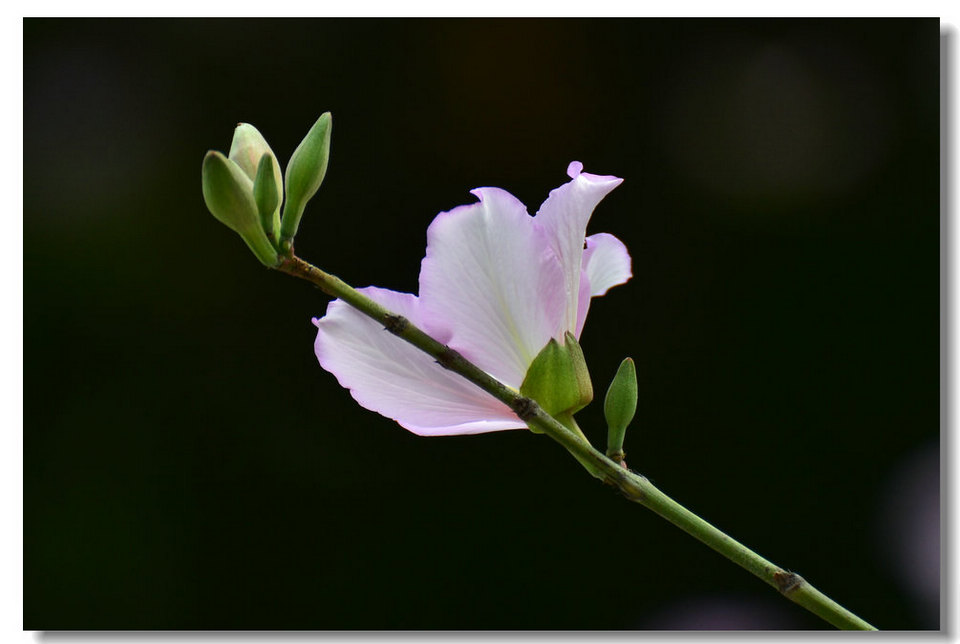 DSC_9780.jpg