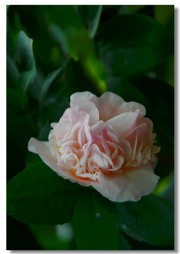 DSC_9101.jpg
