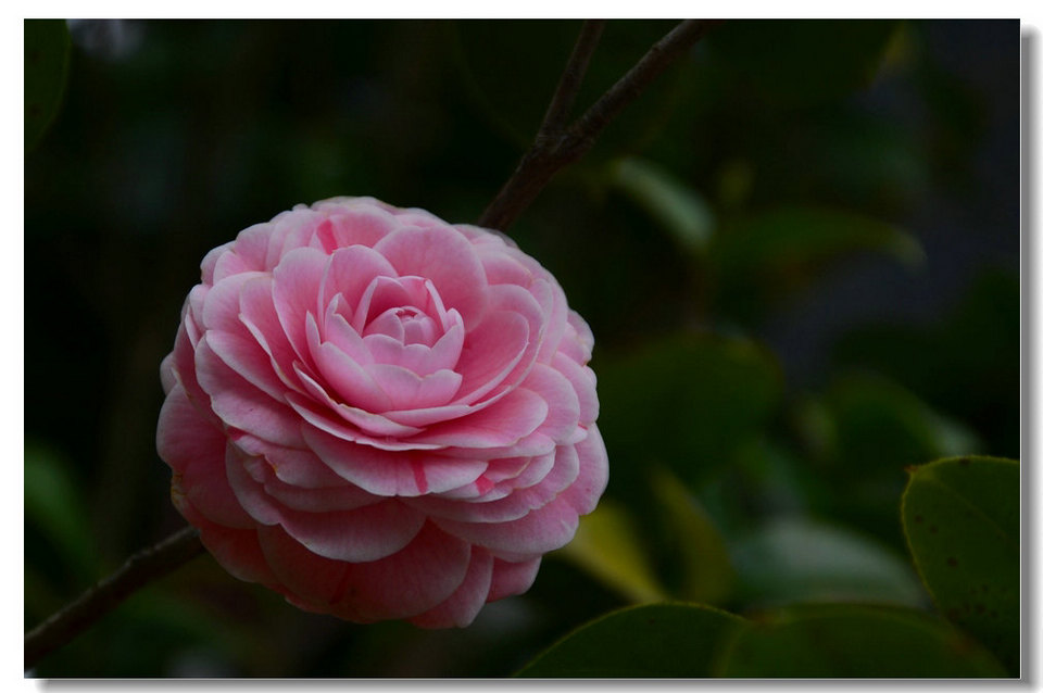 DSC_9154.jpg