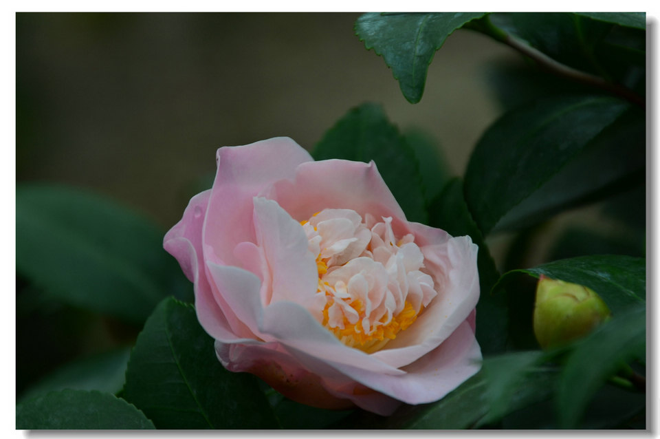 DSC_9100.jpg