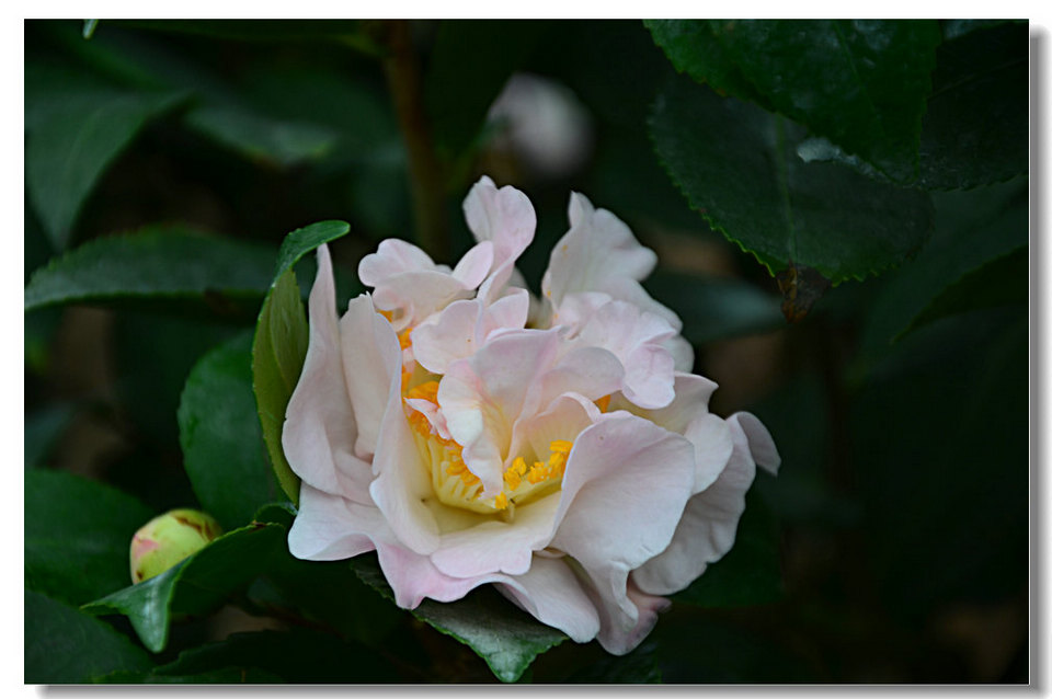 DSC_9082.jpg