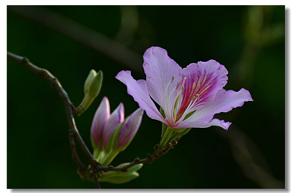DSC_9722.jpg