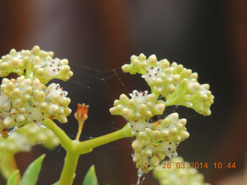 flowers 2014 671_.jpg