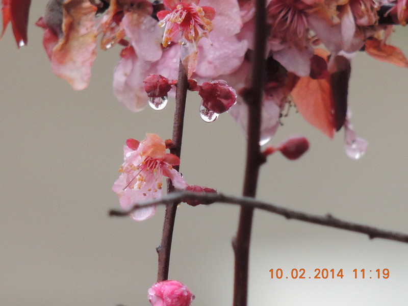 flowers 2014 157_.jpg