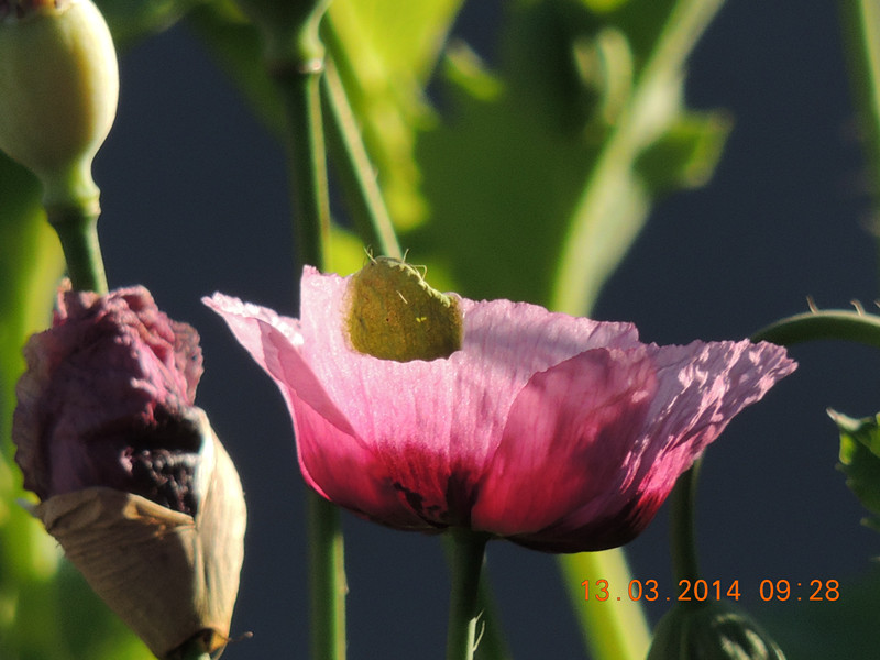flowers 2014 384_.jpg